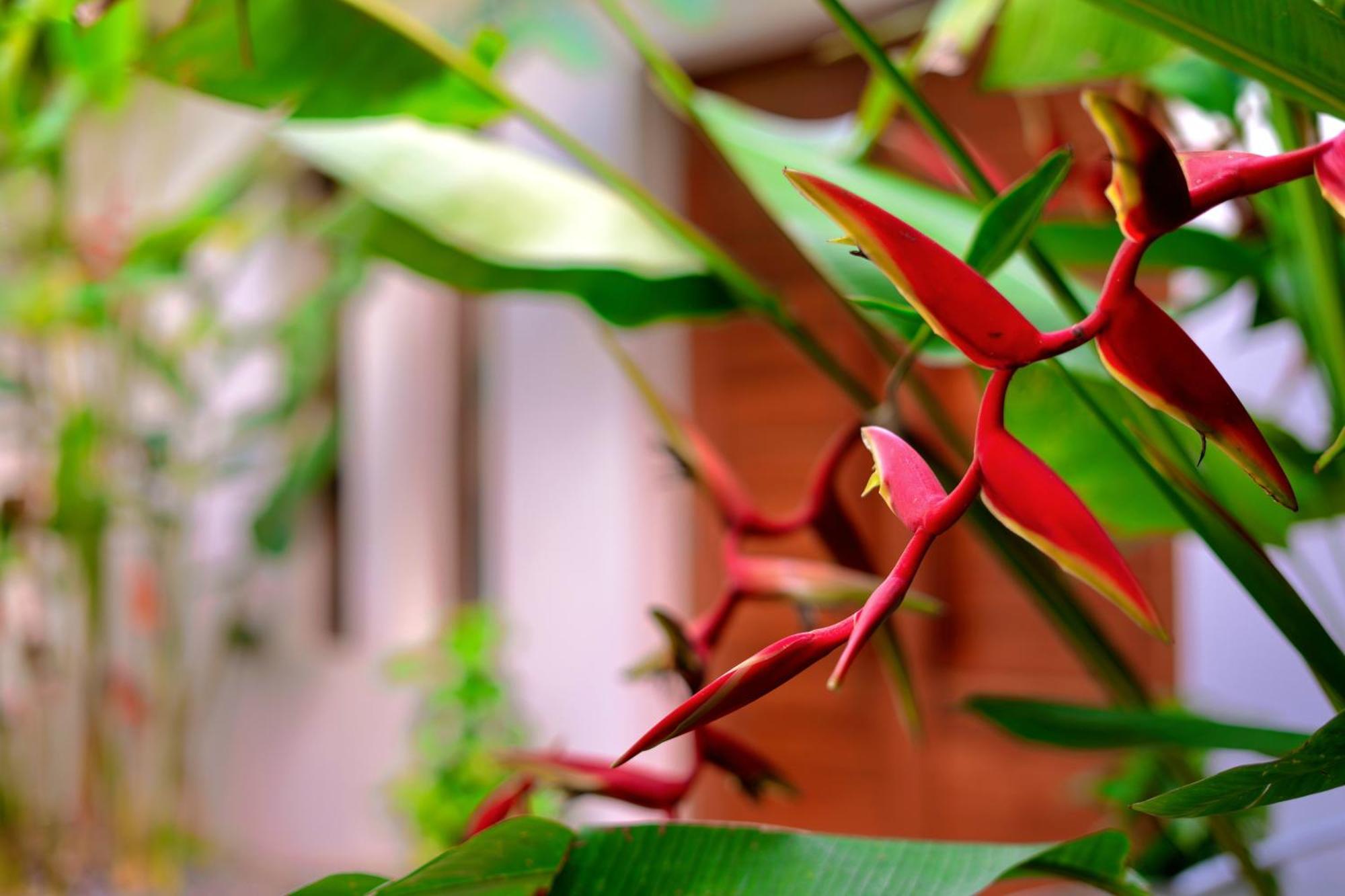 Orchid Lodge Samui - Bed & Breakfast Lamai Beach  Exterior foto